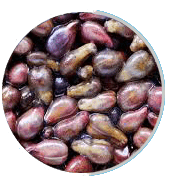 Neuro Surge USA Ingredients