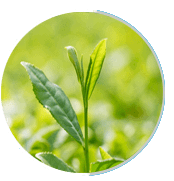 Neuro Surge USA Ingredients